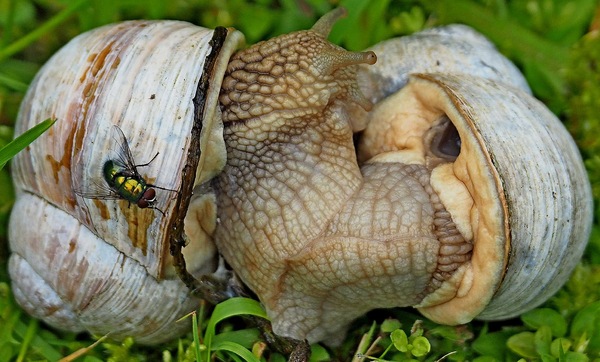 Weinbergschnecken a
