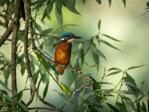 Junger Eisvogel