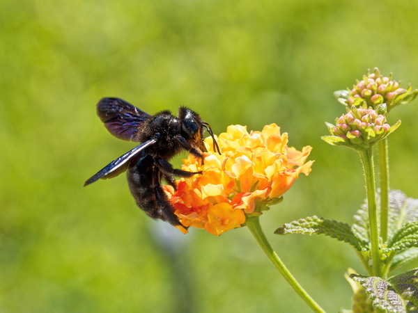 Holzbiene am Wandelröschen