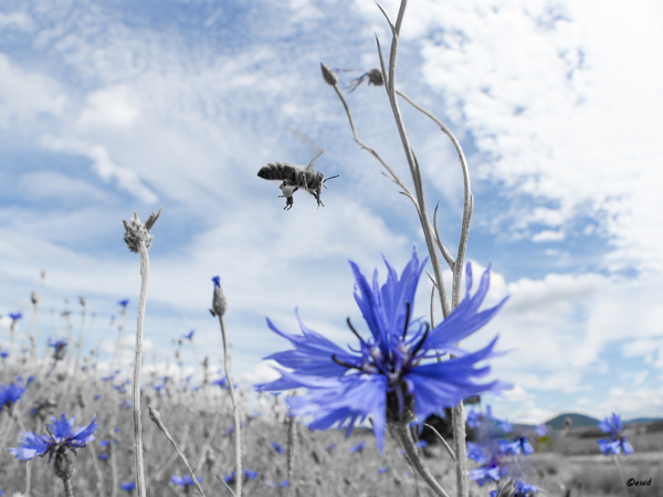 WT24/25 Lieblingsfarbe von Bienen
