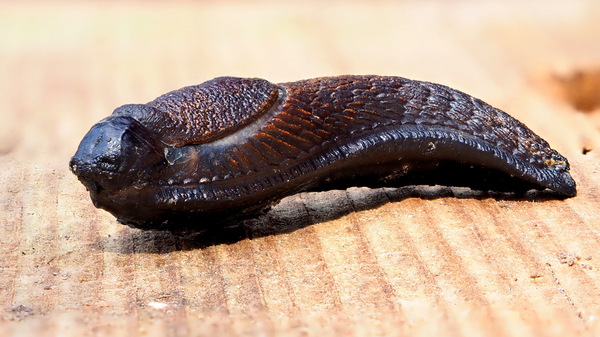 Schnecke