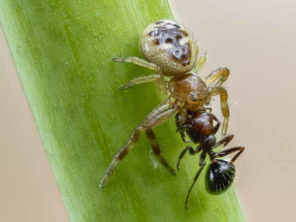 Südliche Glanzkrabbenspinne.jpg
