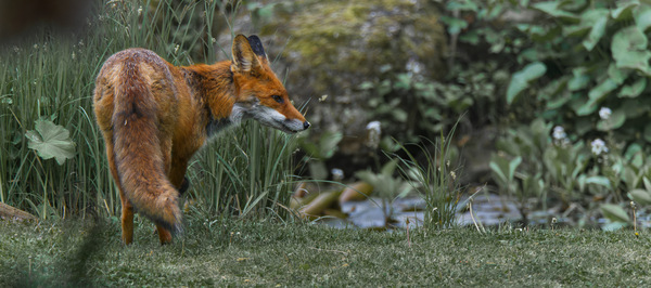 morgentlicher Besuch am Gartenteich