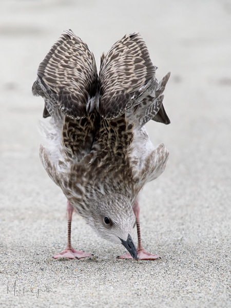 Guck mal was ich kann!