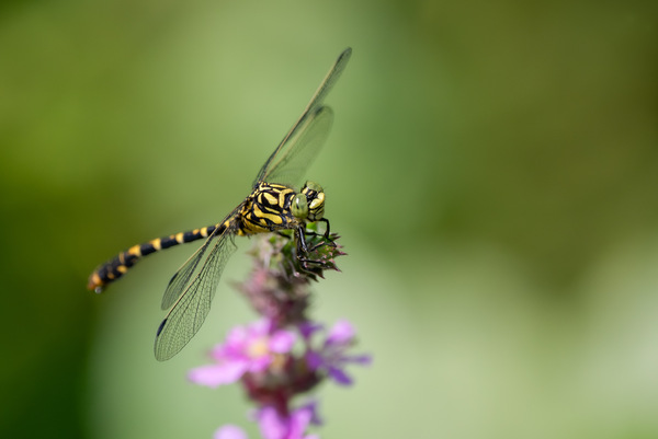 kleine Zangenlibelle