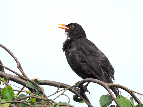 Amsel