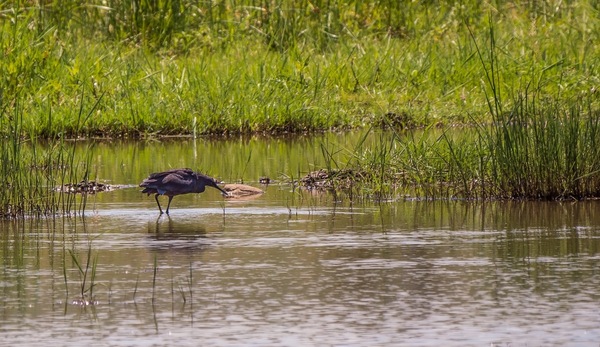 Glockenreiher - Black Heron 1