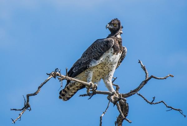 Martial Eagle - Kampfadler