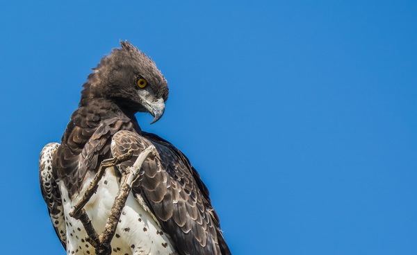 Martial Eagle II - Kampfadler
