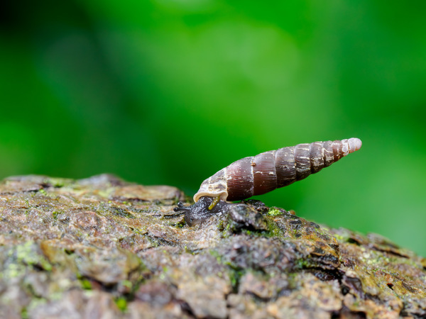 Schließmundschnecke