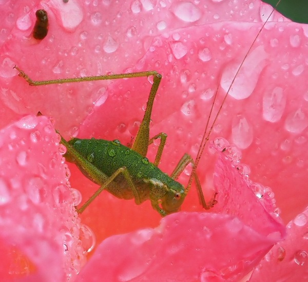 Grashüpfer