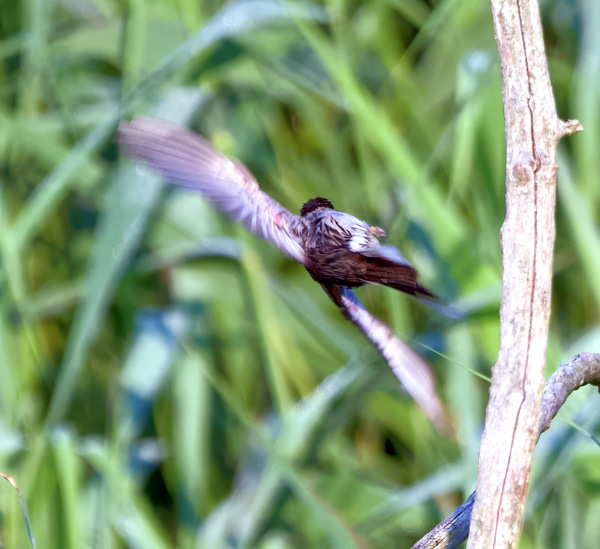 Rohrammer beim Abflug