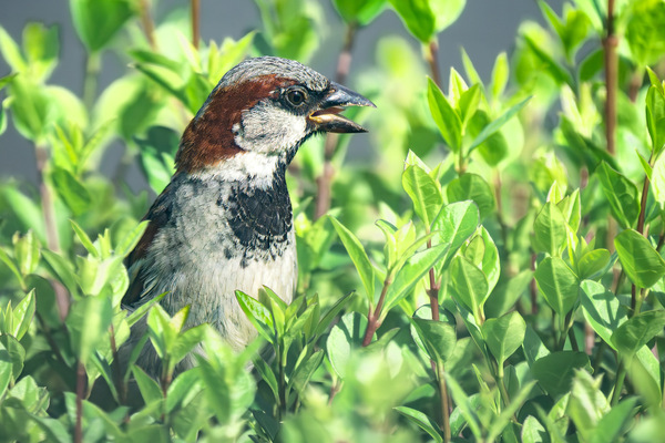 Rufer in der Hecke