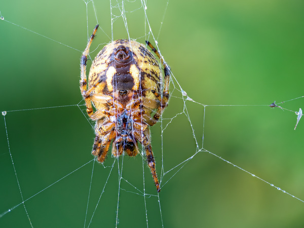Schilfradspinne : Larinionides cornutus