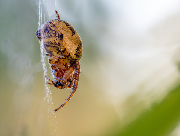 Schilfradspinne / Larinionides cornutus