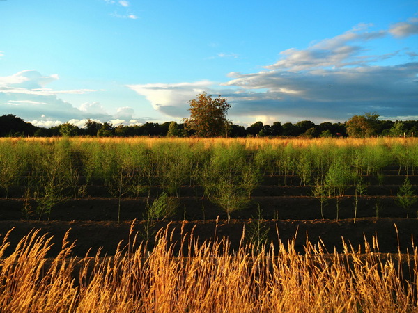 Ackerbau in Niedersachsen
