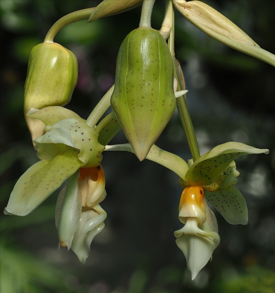Stanhopea ...
