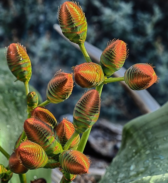 Welwitschia mirabilis ...