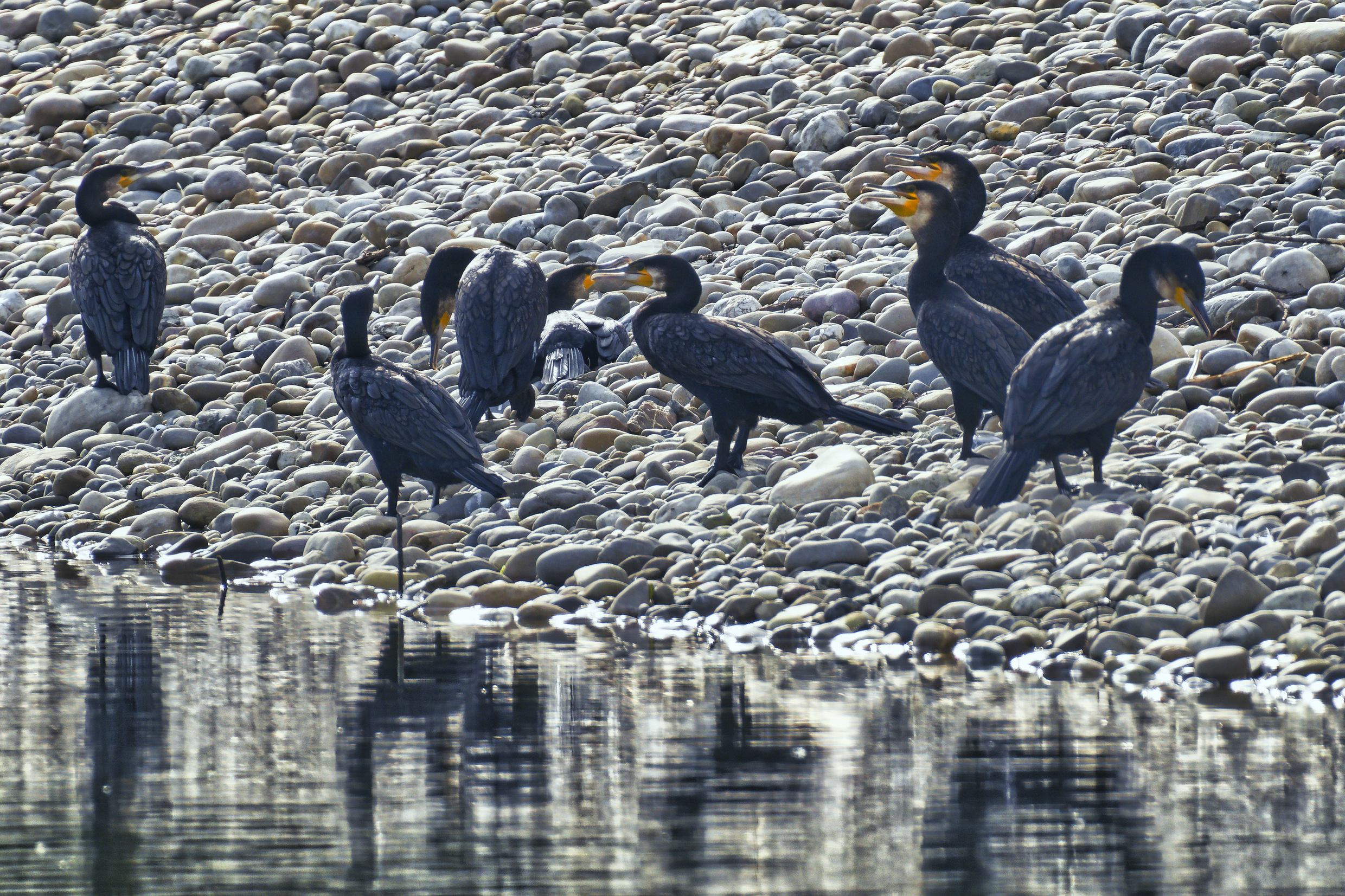Die Fischfängertruppe Die Fischfängertruppe