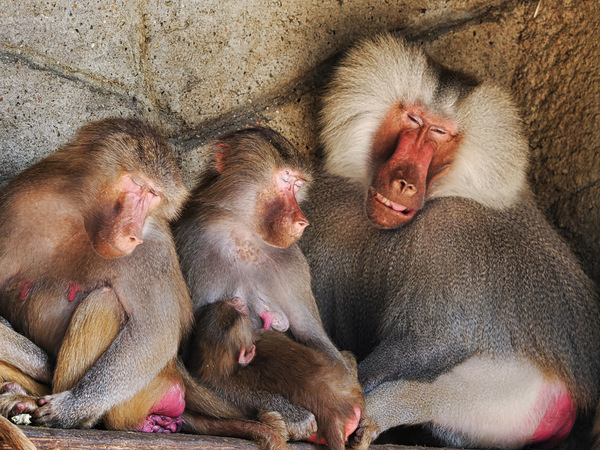 Mittagsschläfchen im Zoo