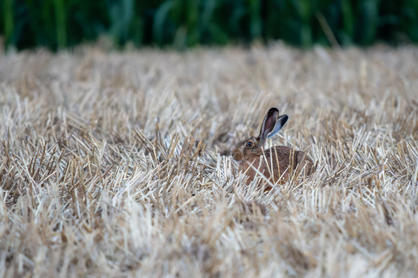 Hase in der Dämmerung