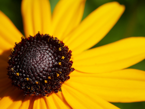Schwarzäugige Rudbeckie