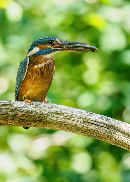 Common Kingfisher (Alcedo atthis) Z8280064 Kopie
