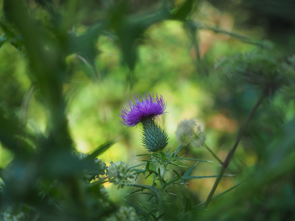 Weg-Distel