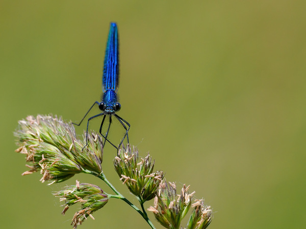 Gebänderte Prachtlibelle