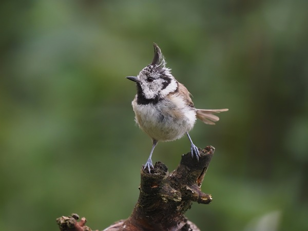 Lophophanes Alsmannus