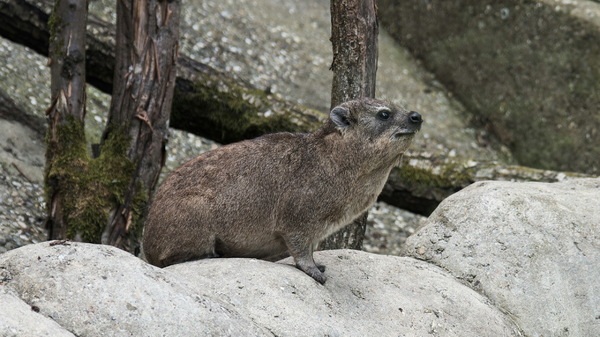 Buschschliefer