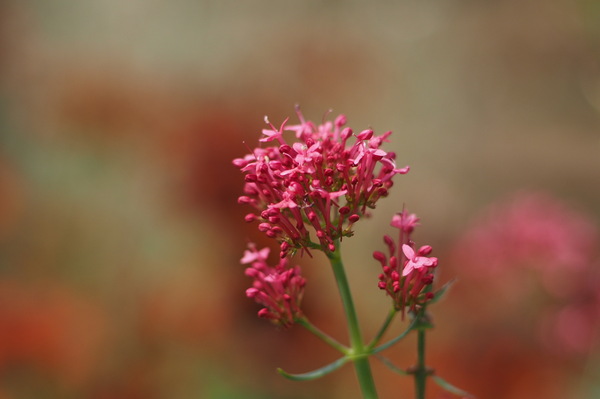 Spornblume