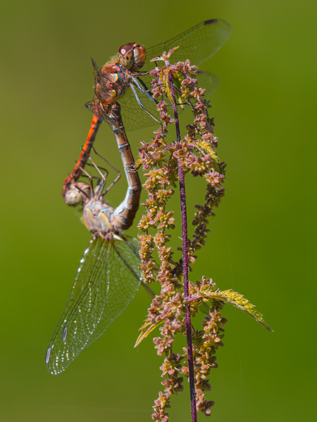 Libellen Paarung