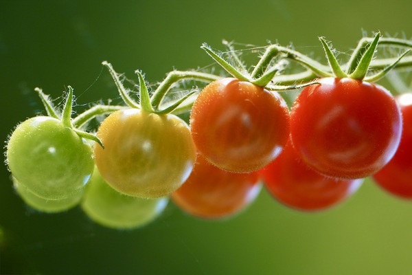 Tomatenrispe