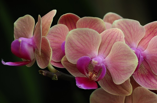 Phalaenopsis ...
