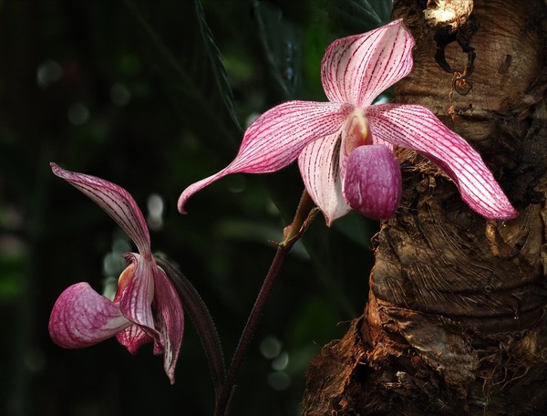 Paphiopedilum 'Delrosi' ...
