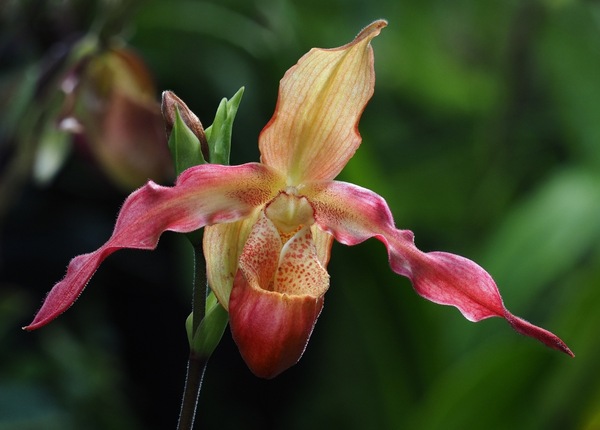 Phragmipedium ...