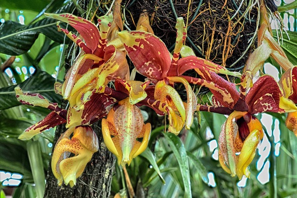 Stanhopea nigroviolacea ...