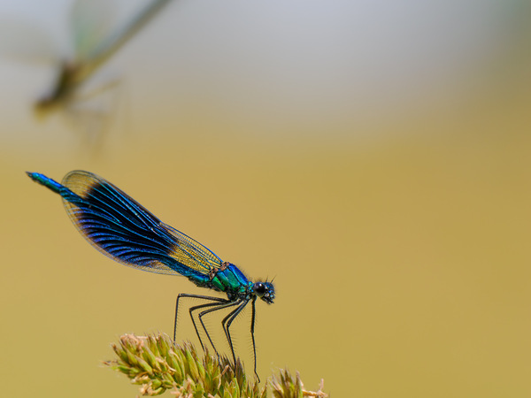 Gebänderte Prachtlibelle