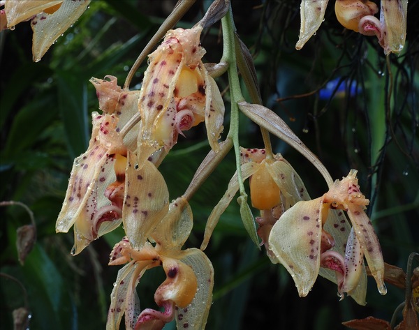 Stanhopea ...