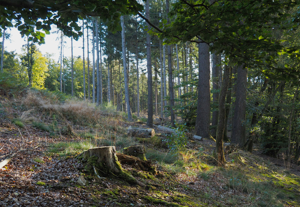 Waldspaziergang mit intensiven Farben