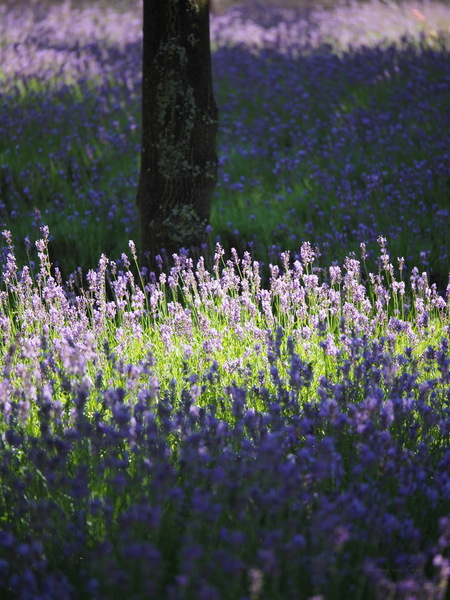 Lavendel
