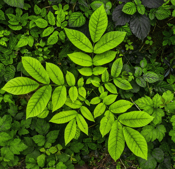 Leuchtend grün