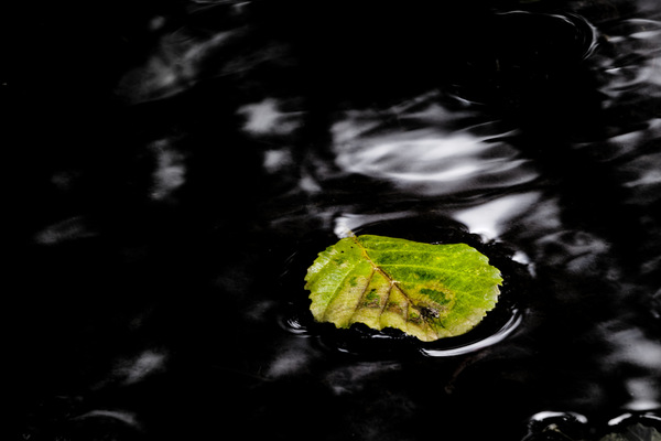 Einfach ein Blatt...