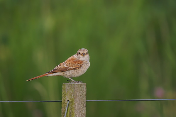 Neuntöter Jungvogel
