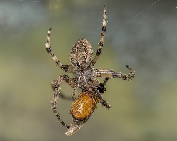 Brückenkreuzspinne mit Beute