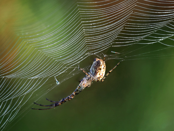 Echte Herbstspinne 2