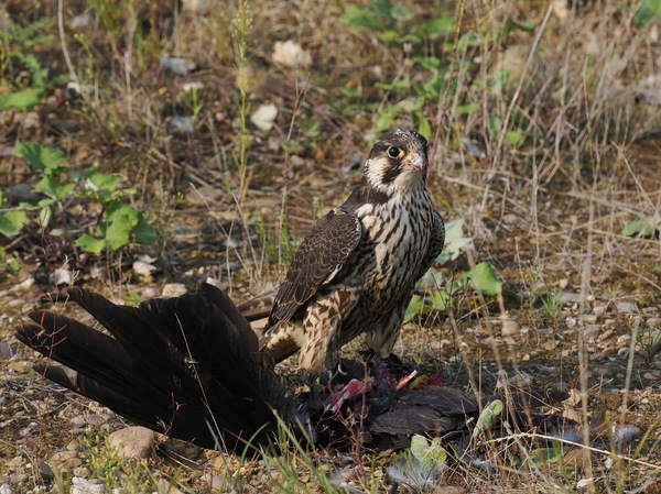 Junger Wanderfalke...