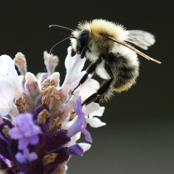 Ackerhummel ...