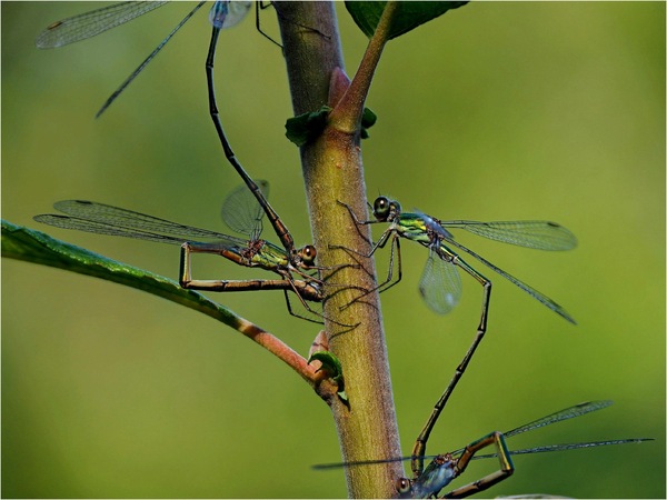 Vierräuberarrangement